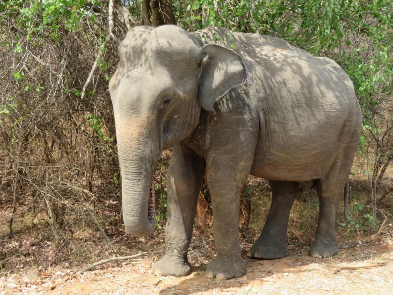 Sahana Retreat Buttala Ngoại thất bức ảnh