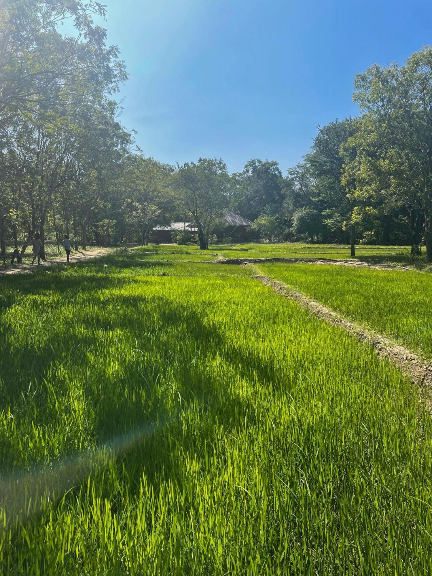 Sahana Retreat Buttala Ngoại thất bức ảnh